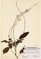 藏品(琉球山螞蝗)的圖片